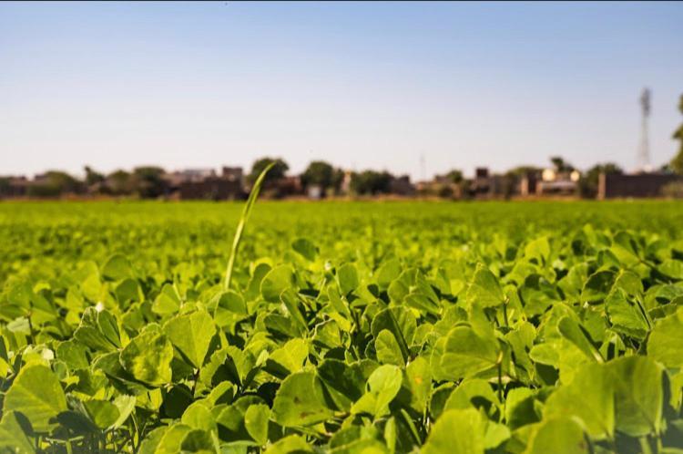 Ananya Farms Paradise Dzsódhpur Kültér fotó
